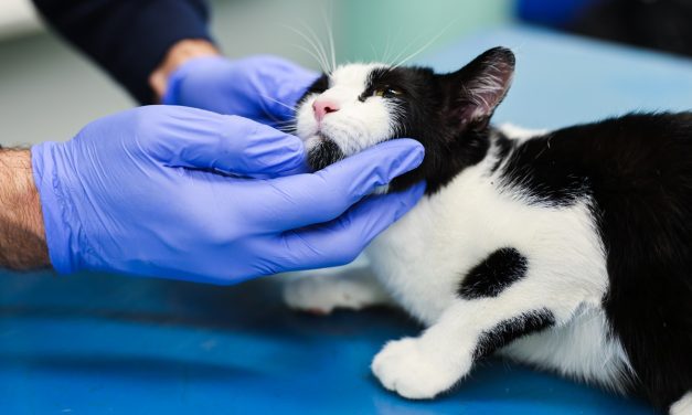 ”Cilj kastracije i sterilizacije je zdrava, dugovječna mačka”:  ključna pitanja i odgovori s veterinarom Matijom Lončarom