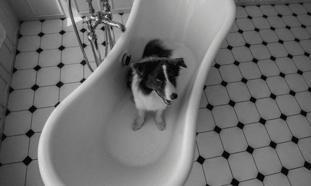 Veterinarka o nevolji petardi: najbitnije je razumjeti vašeg ljubimca