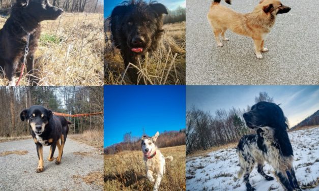 Zapošljavamo veterinarskog higijeničara i timaritelja životinja